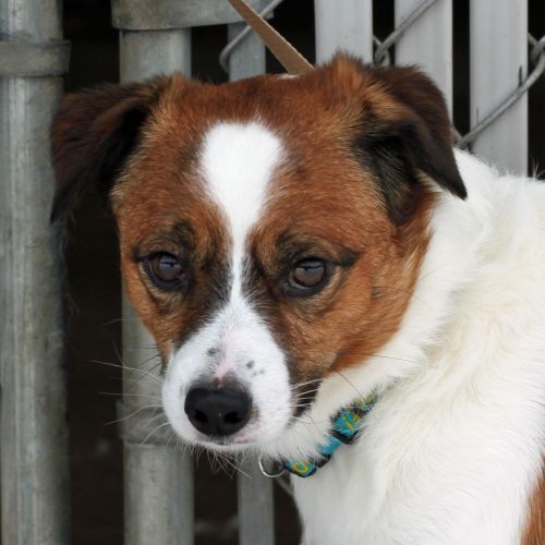 Adopt a Dog at the Eau Claire County Humane Association Wisconsin