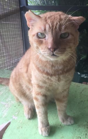 . Leo .