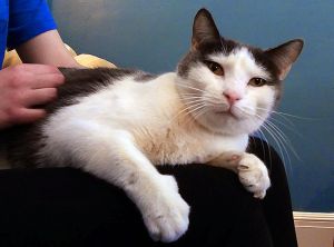 . Marley: Lap Cat Seeks Long-term Relationship .