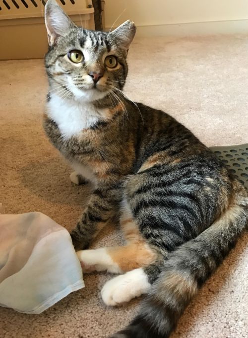 . Zelda .