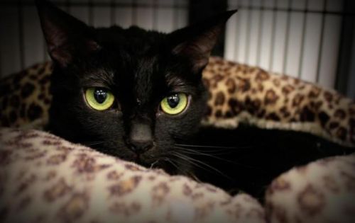 . Ninja & Carmel - foster home .