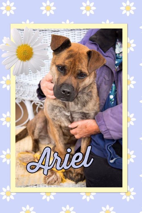 . Ariel .