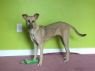 Dosti- Indian Pariah Pup great with dogs and kids!