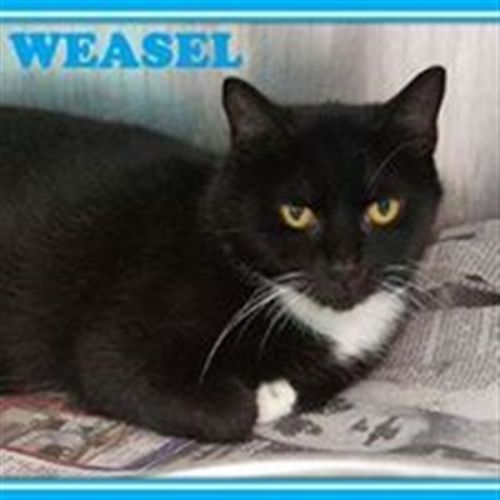 . Weasel .