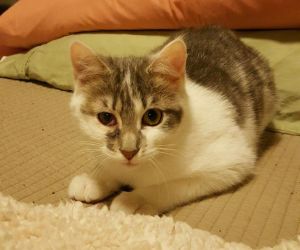 . Pixie .