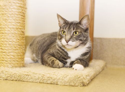 . Iris - 2 yrs old - Colony Cat! .
