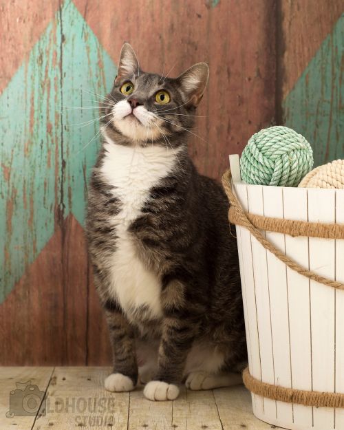 . Iris - 2 yrs old - Colony Cat! .