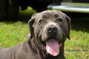 . Butkus .