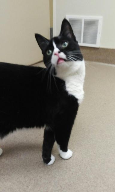 . SADIE - Colony Cat! .