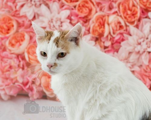 . Nefertiti - loves dogs! .