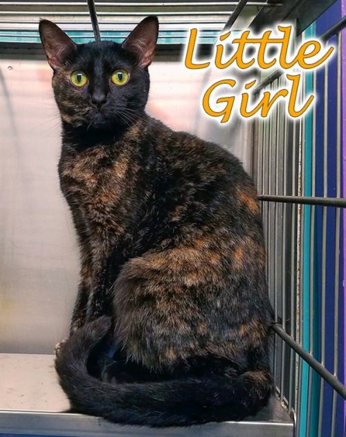 . Little Girl .