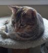 Sheba