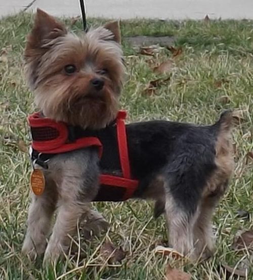 yorkie age adoptable bennie yorkie age adoptable bennie