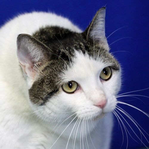 Adopt A Cat At The Eau Claire County Humane Association 