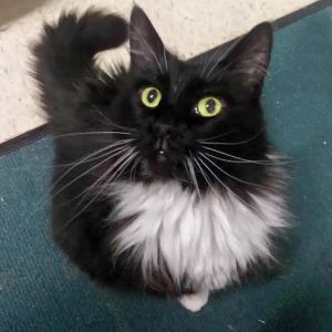 . Fluffy .