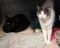 . John and Dani (bonded pair) .