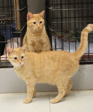 . Sundance and Stardance (bonded sisters) .