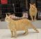. Sundance and Stardance (bonded sisters) .