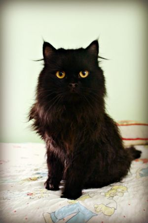 . Percy (bonded with Sunny) .