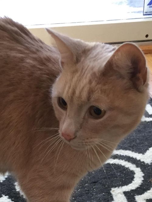. Simba(2) .