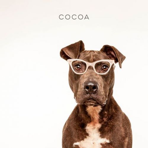 . Coco Puff .