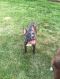 . Sasha (Russian Litter Mom) .