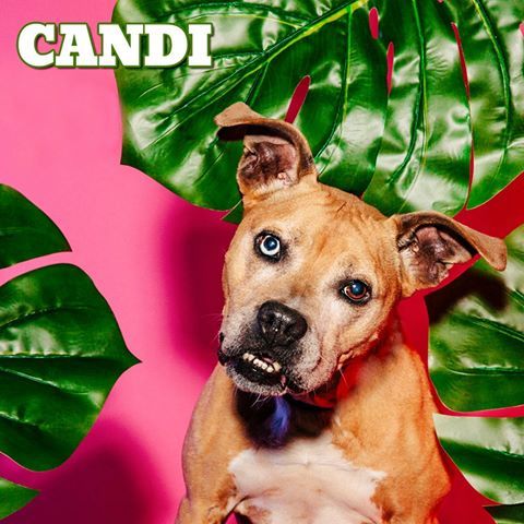 . Candi .
