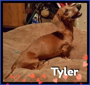 . Tyler .