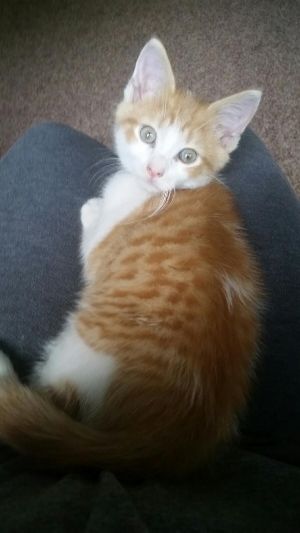 . Simba .