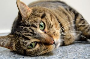 . Raven - $1.30 Adoption Fee in June! .