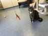 . Raven - $1.30 Adoption Fee in June! .