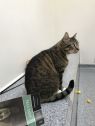 . Raven - $1.30 Adoption Fee in June! .