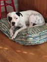 . Petey the Pitty .