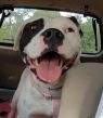 . Petey the Pitty .