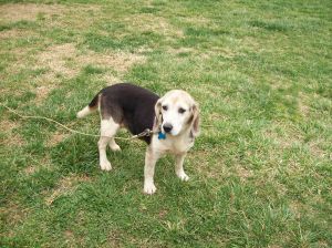 . Lady Beagle .