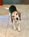 . Lady Beagle .