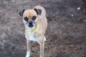 pug rescue nh animal rescue network of new arnne canine commitment animal rescue pug rescue nh animal rescue network of new arnne canine commitment animal rescue