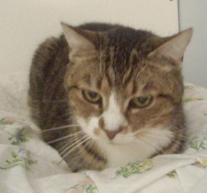 . Tilly .