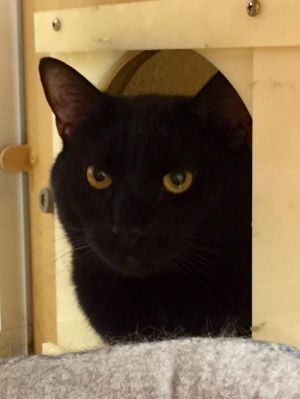 . Nugget-Come meet me at Petsmart Manchester! .