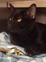 . Nugget-Come meet me at Petsmart Manchester! .