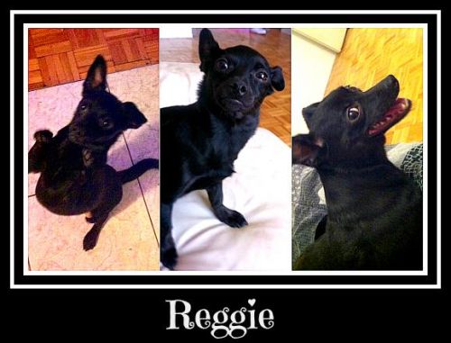 . Reggie .