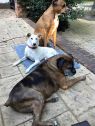 Ganpat- Indian Pariah dog-URGENT