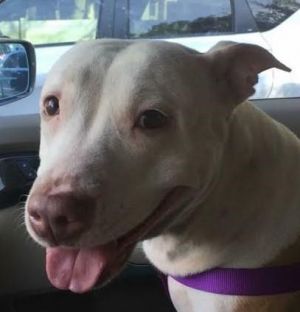 . Fifi! Courtesy Post. SWEET dog! .