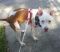 . Fifi! Courtesy Post. SWEET dog! .