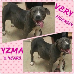 . Yzma .