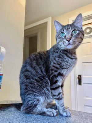 . Meeko .
