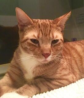 . Tigger .