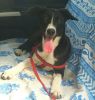 Twitter- Indian Pariah pup