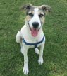 Hope- Indian Pariah pup