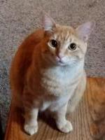 . Brigot's Opie .